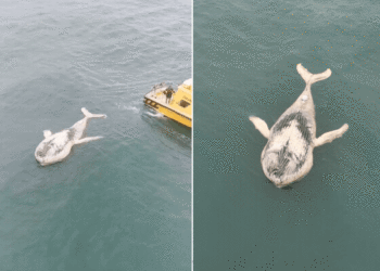 Baleia-jubarte é encontrada morta e boiando ao lado de navio no litoral de São Paulo; VÍDEO