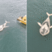 Baleia-jubarte é encontrada morta e boiando ao lado de navio no litoral de São Paulo; VÍDEO