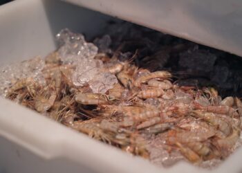 Festival do Camarão acontece no fim de semana em Santos; confira