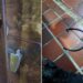Criminosos arrombam portão e invadem condomínio em Santos; imagens mostram ação