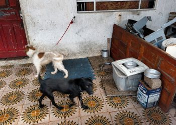 Cadelas são resgatadas após serem encontradas acorrentadas no litoral de SP