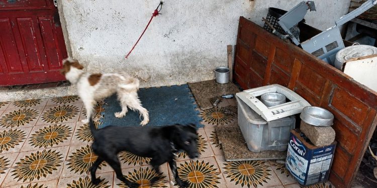 Cadelas são resgatadas após serem encontradas acorrentadas no litoral de SP
